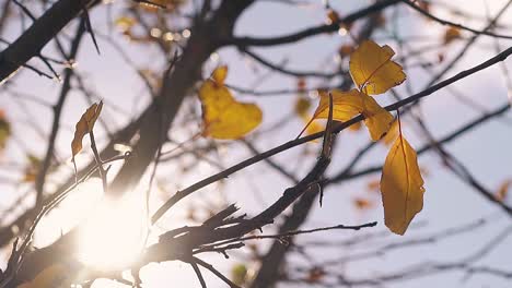 tree branches with leaves shake in wind against sunshine