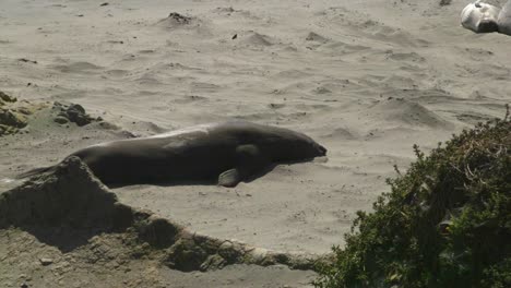 Seelöwe-Bewegt-Sich-Aus-Nächster-Nähe-Am-Strand