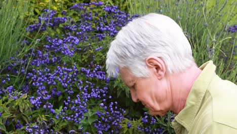 Senior-man-checking-a-flowers