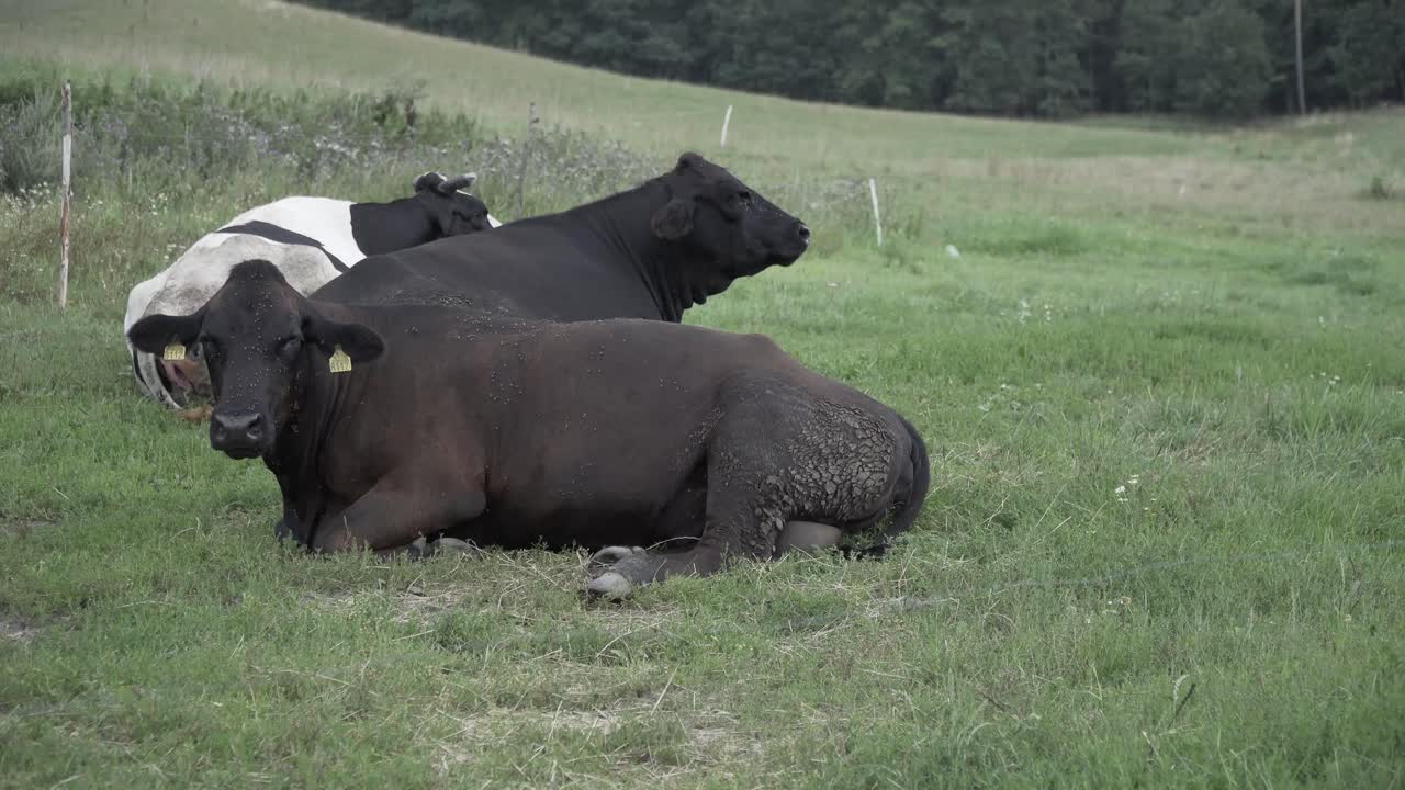 A group of cows resting on a field
