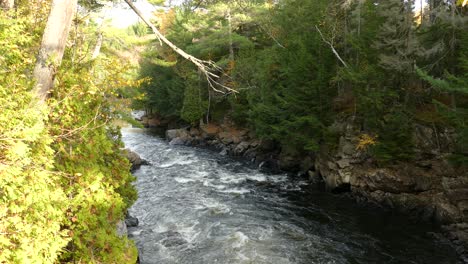 cascading water running down the valley of a beautiful mixed forest in autumn