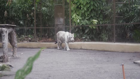 Un-Tigre-Blanco-Camina-En-Su-Jaula