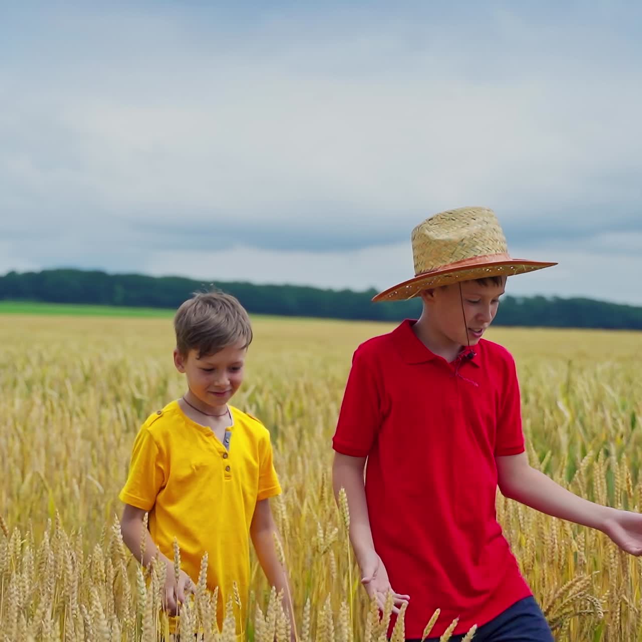 Boys walk on wheat field. Brothers talking about agriculture plants while going through agricultural land with yellow spikelets.
