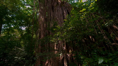 Higuera-De-Cortina-En-Queensland,-Australia