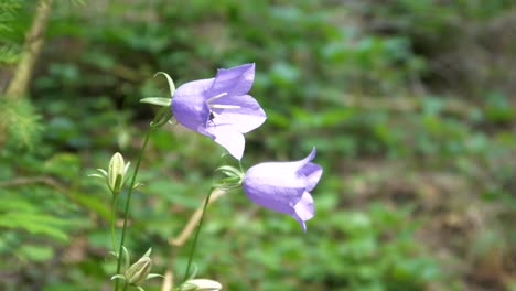 purple flower with bug is wobble in the wind