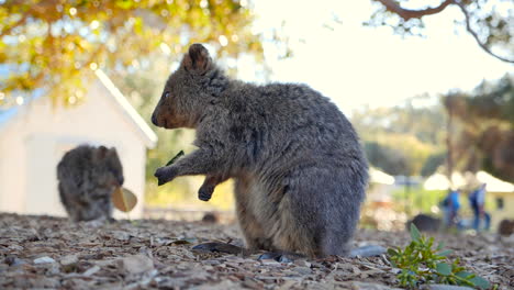 quokkas foraging on rottnest island