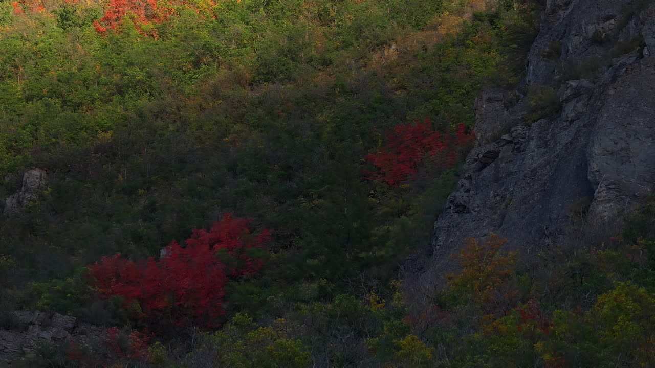 una vista del follaje de otoño adornado con tonos de tonos de otoño, con hojas rojas vibrantes que agregan un toque de brillo estacional - timelapse