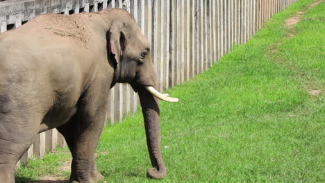 Elephant-walking-beside-a-fence-in-slow-motion