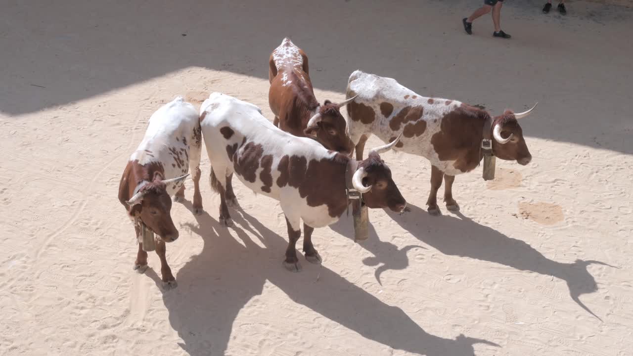황소 경기장 에 있는 길들여진 황소 들 의 집단