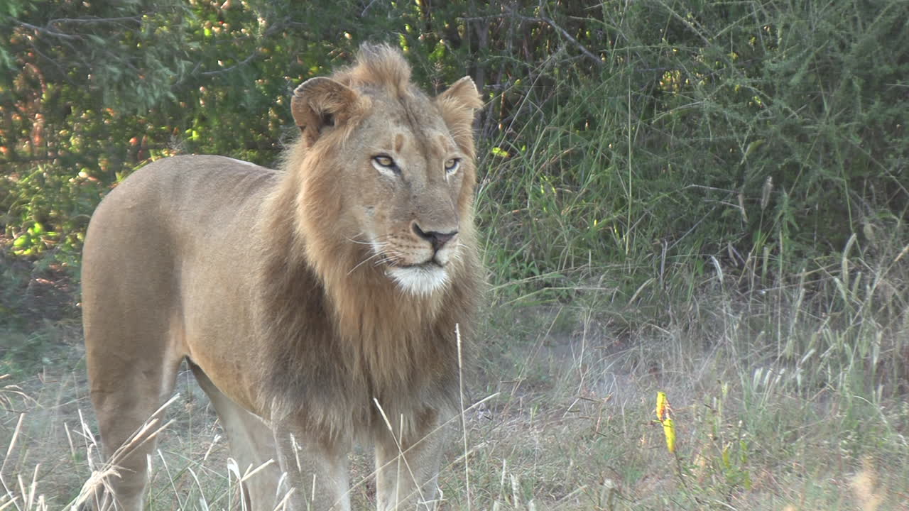 un joven león macho en busca de una comida en el desierto africano