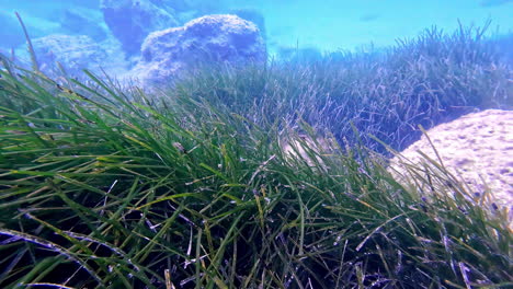 Underwater scene with seaweed and rocks