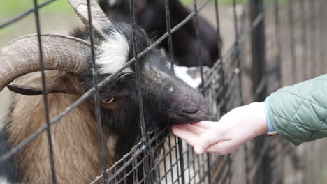 Person Feeding American Pygmy Goats In A Cage Of A Zoo Park. Close-up Shot