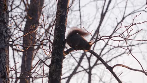 a small squirrel gnaws on buds in a tree