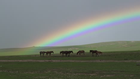 rainbow and horses in green meadow