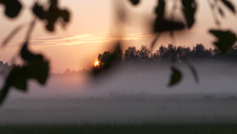 Magischer-Und-Nebliger-Sonnenaufgang-Am-Frühen-Morgen-Mit-Baumblättern-Im-Vordergrund