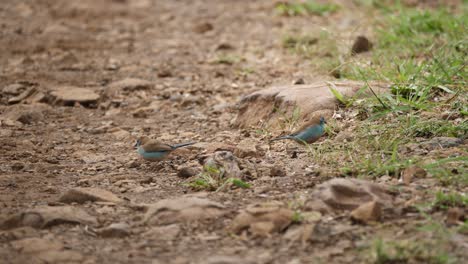 dos pequeños pájaros azules comen pequeños insectos en el suelo en áfrica