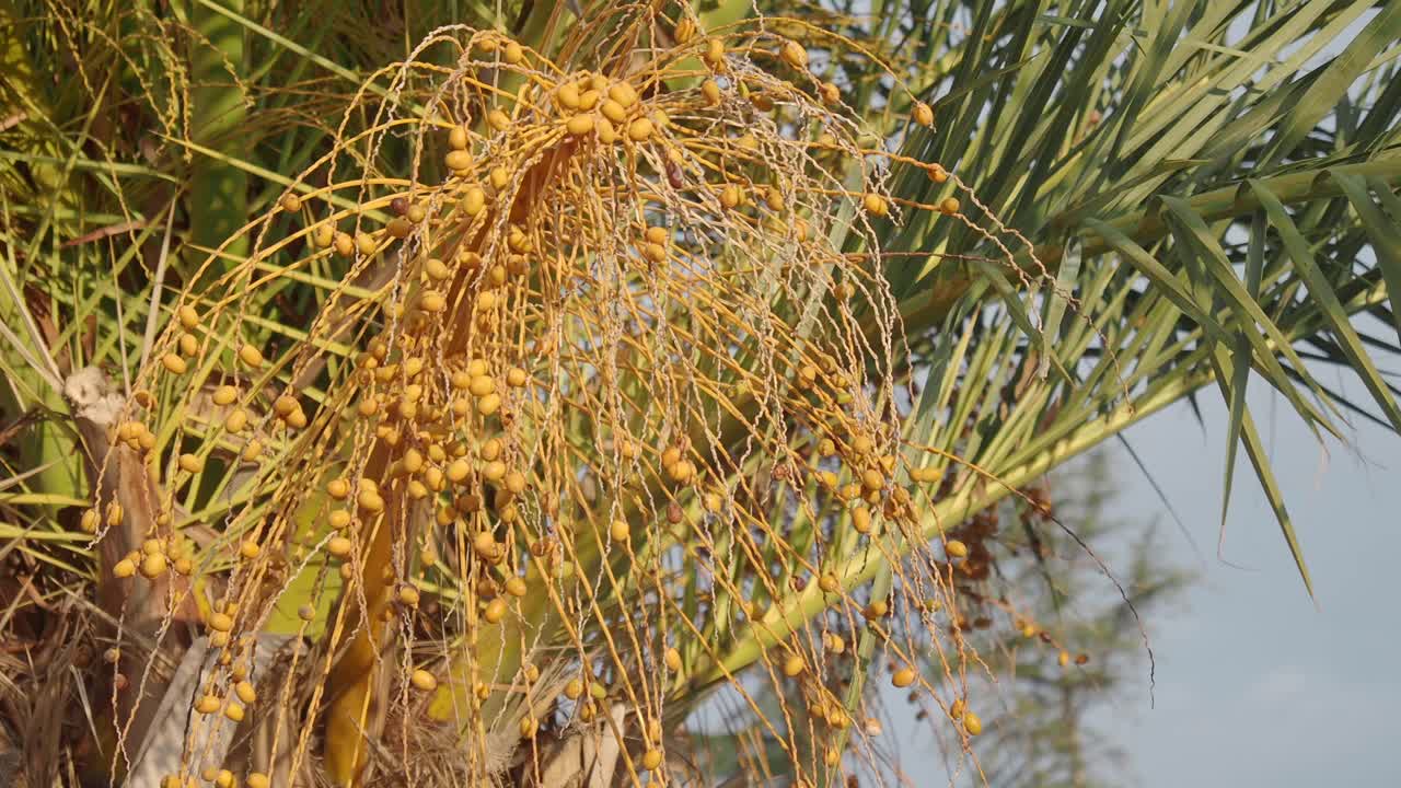 Date Palm with Dates
