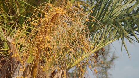 date palm with dates