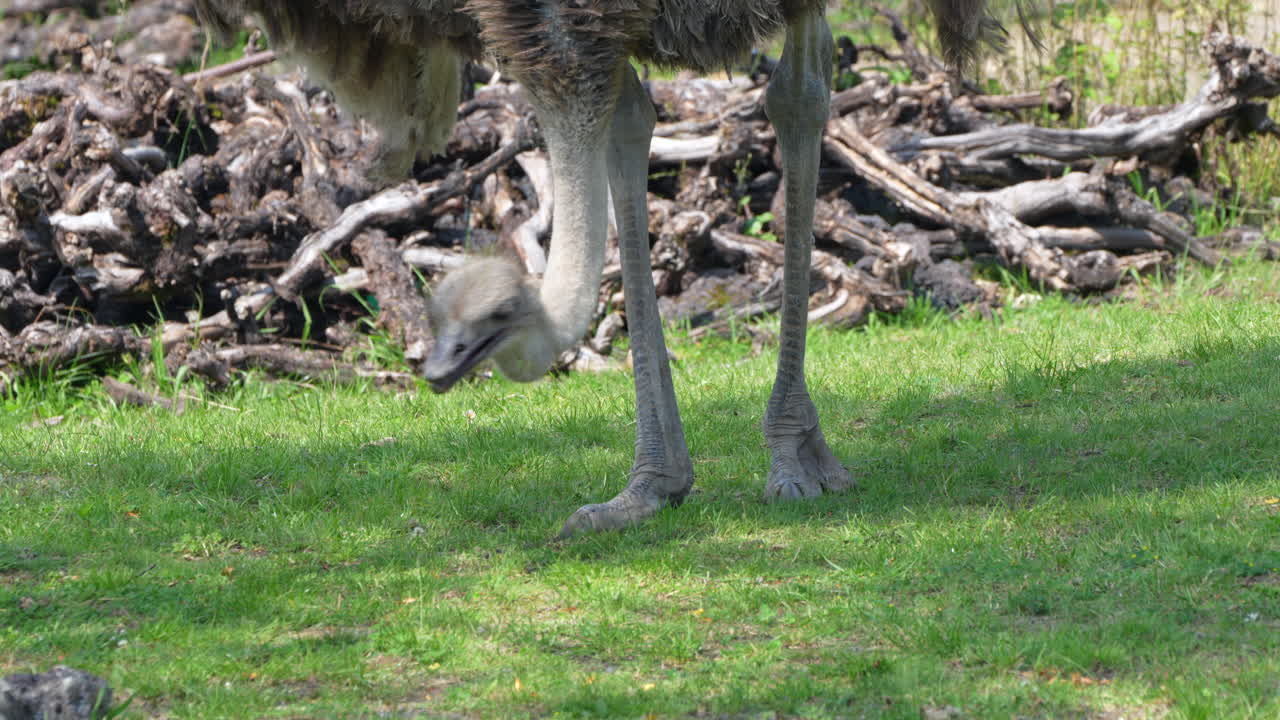 toma en cámara lenta de avestruz picoteando comida del campo de hierba en la naturaleza, de cerca