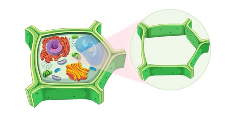 animation illustrating plant cell anatomy, highlighting cell wall and organelles with vibrant colors and smooth transitions