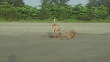 A-dog-investigates-a-pile-of-driftwood-on-a-quiet-sandy-beach-with-lush-green-foliage-in-the-background