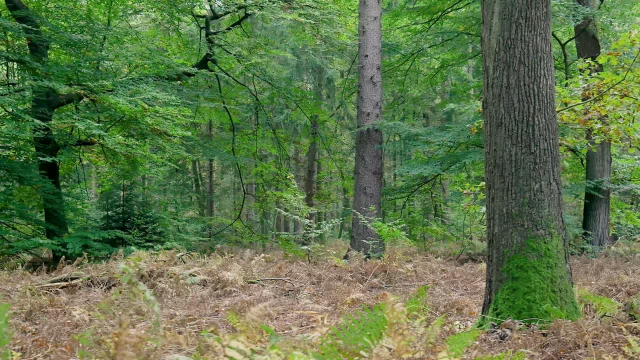 Lush Forest Scene with Trees and Greenery