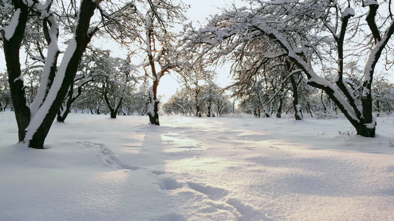 공중:황금빛 겨울 일출에 눈 덮인 숲을 운전하는 차 위로 날아갑니다. 겨울 도로 여행을 하는 사람들은 일몰 때 눈 덮인 라플란드 황야를 가로질러 여행합니다. 빈 얼음 도로를 운전하는 자동차
