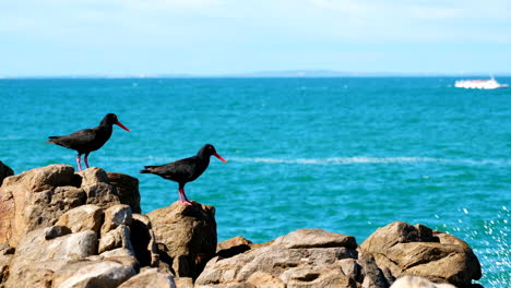 Two-African-black-oystercatcher-birds-on-rocky-shore,-whale-boat-passing-in-back