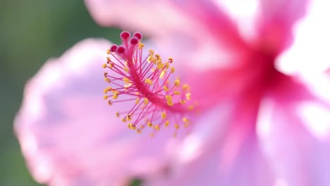 Close-up-of-pink-flowers-with-green-leaves-on-sunny-day,-slow-motion