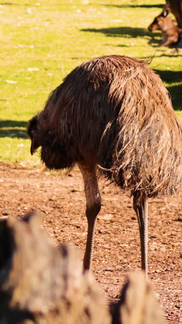 Struzzo che cammina in un recinto dello zoo