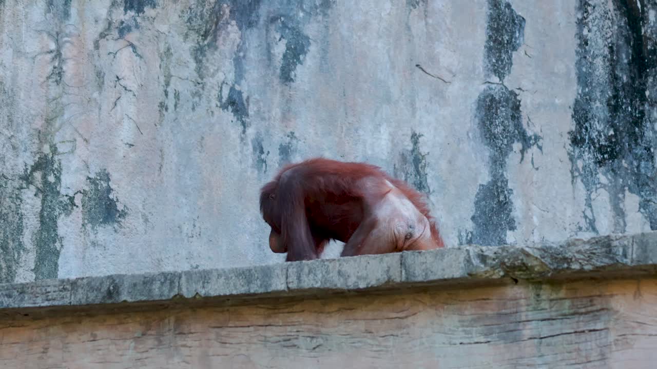 orangutanes explorando e interactuando en su recinto