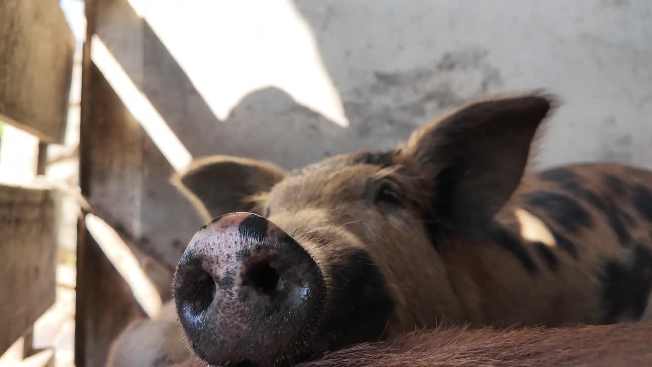 햇빛이 비치는 나무 울타리 틈새로 분홍색 코를 내밀고 있는 어린 돼지의 장난기 넘치는 순수함