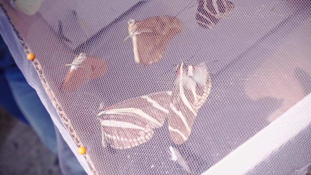 Vista ravvicinata di farfalle che riposano all'interno di un recinto a rete in un santuario delle farfalle, con ali delicate, motivi naturali e un ambiente di conservazione