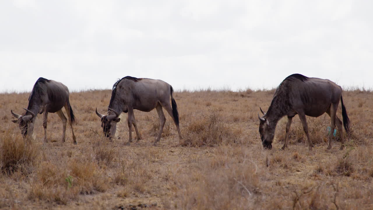 Herd Of Blue Wildebeest Animals Eating At Game Reserve In Kenya