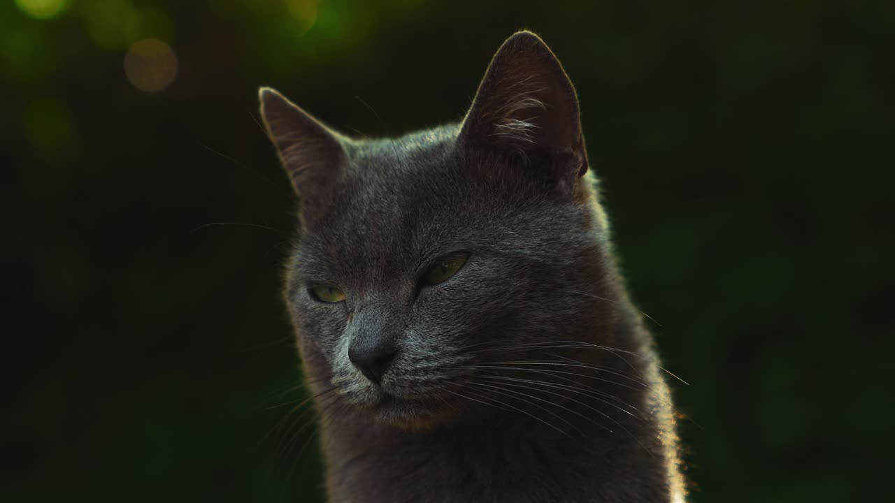 Un bellissimo e adorabile gatto randagio selvatico grigio osserva con i suoi curiosi occhi verdi, ripreso in primo piano con sfondo sfocato e caldi raggi di sole in un pigro pomeriggio