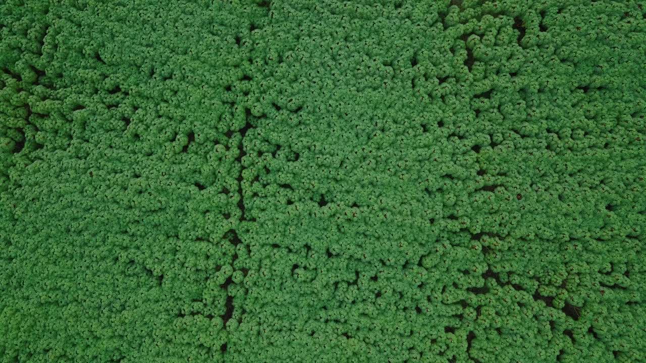 video de drones aéreos de plantas densas de yuca en una plantación