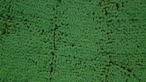 無人機上空拍攝的植被中密集的<unk>菜植物的影片