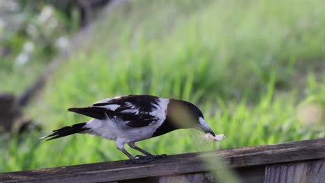 magpie interacts with environment, finds and eats food