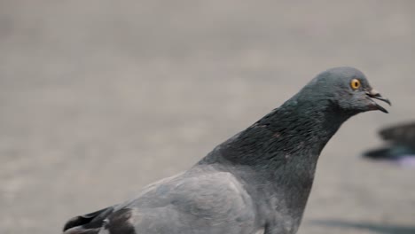 Feral-Pigeons-Walking-In-The-Park