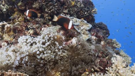 tropical coral reef with clownfish a beautiful staghorn coral formation on a shipwreck in palau, micronesia