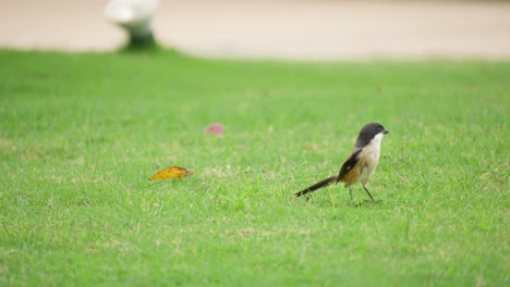 Langschwanzwürger-Jagen-Insekten-Auf-Grünem-Gras-Und-Sprüngen