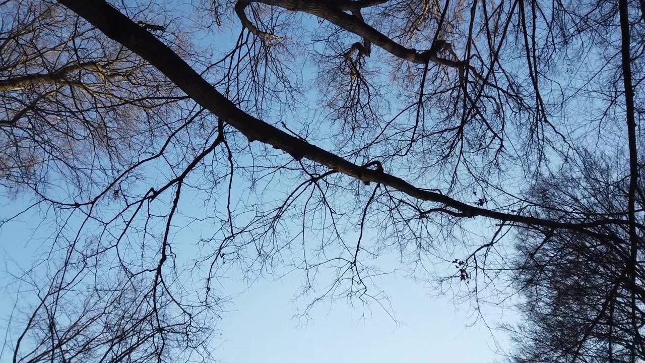 Branches of trees against the background of the sky.