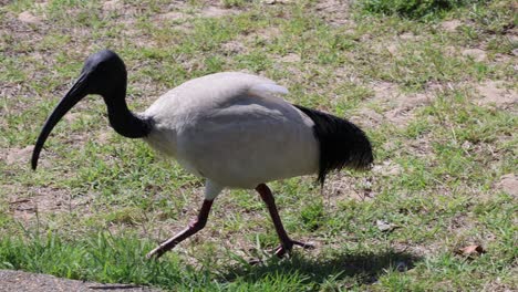 pájaro ibis caminando y picoteando en área de hierba