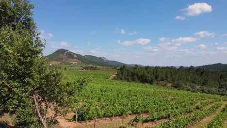 Aerial-view-of-a-Portuguese-vineyard,-drone-rotating-from-behind-a-tree-and-revealing-a-picturesque-vineyard-scenery