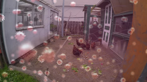 covid-19 cells against man feeding hens