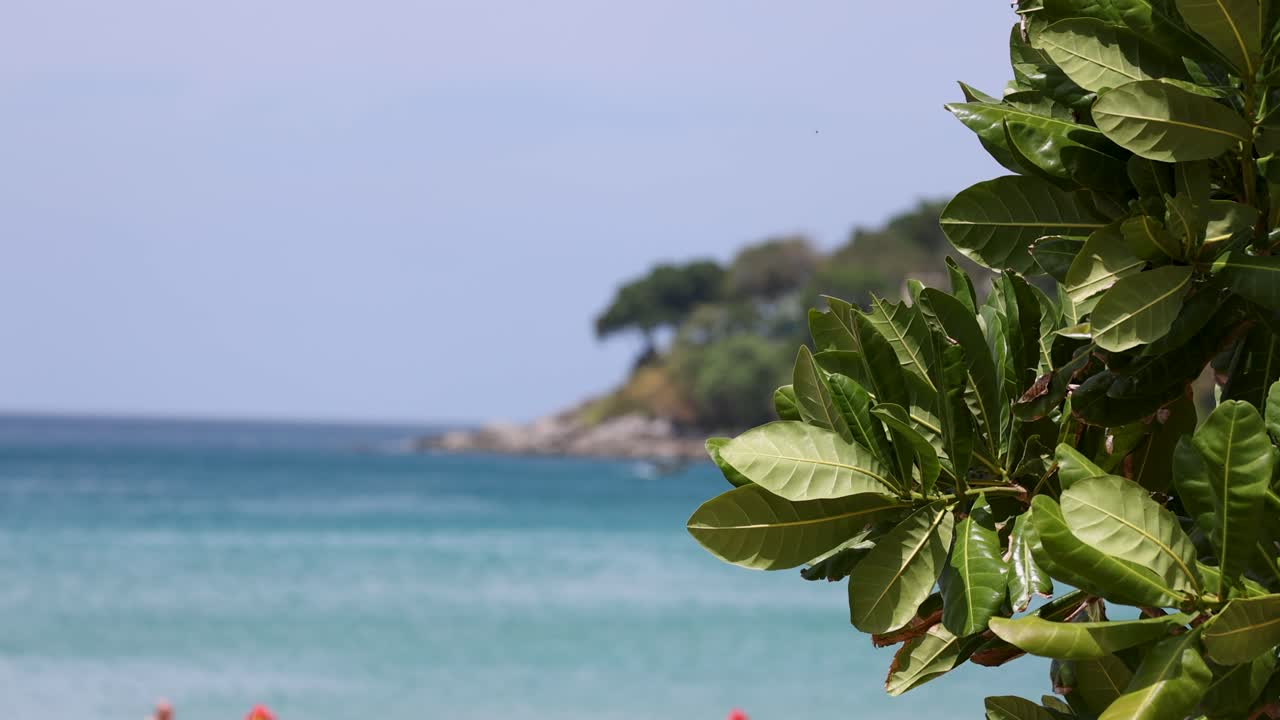 태국 푸켓의 조용한 해변 장면, 푸른 바다와 하늘을 배경으로 부드럽게 흔들리는 푸른 잎이 특징입니다.