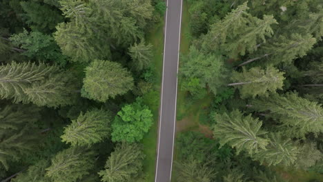 aerial view of a road through a forest