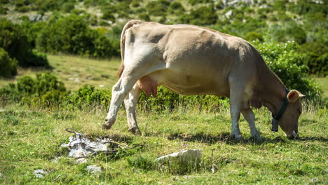 Kühe-In-Der-Naturlandschaft