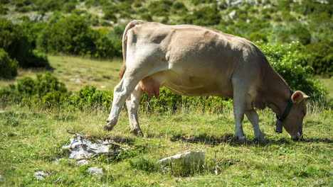 vacas en el paisaje natural