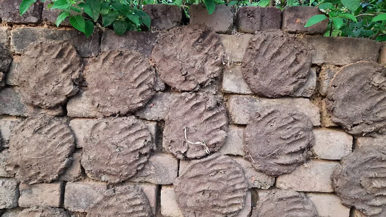 pasteles de estiércol de vaca o gobar upla.